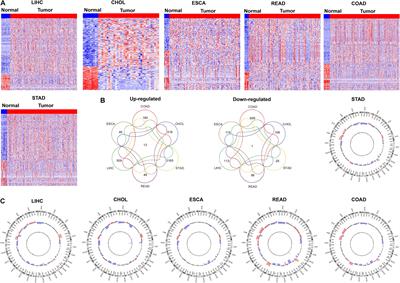 Comprehensive Genomic Characterization Analysis Identifies an Oncogenic Pseudogene RP11-3543B.1 in Human Gastric Cancer